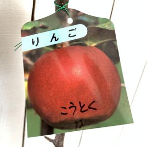 リンゴ 苗木 こうとく 15cmポット苗 高徳 ...の商品画像