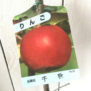 りんご 千秋の商品一覧 通販 Yahoo ショッピング