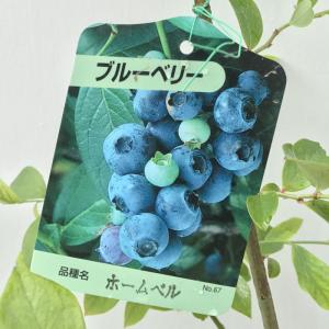 ブルーベリー 苗木 チャンドラー 大苗 27cm9号鉢 ノーザンハイブッシュ