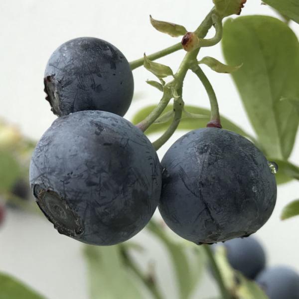 ブルーベリー 苗木 ブライトウェル 13.5cmポット苗 ラビットアイ系 ブルーベリー 苗