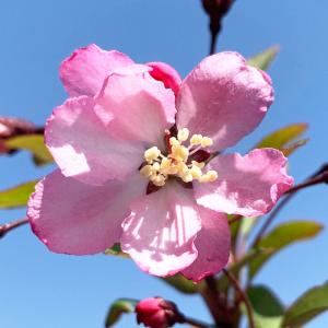 花カイドウ 苗木 花かいどう 12cmポット苗 ハナカイドウ 花海棠 苗 はなかいどう｜green-very