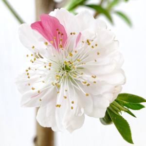 枝垂れ桃の苗木の商品一覧 通販 Yahoo ショッピング