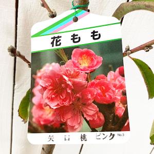 花桃 苗木 矢口桃（ピンク） 12cmポット苗 やぐちもも はなもも 苗 ハナモモ 桃｜green-very