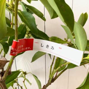 樒 育て方 花 ガーデニング の商品一覧 通販 Yahoo ショッピング