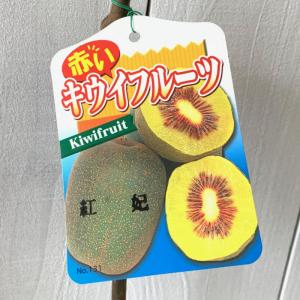 キウイ 苗木 レインボーレッド (赤実メス) 15cmポット苗 苗 キウイ