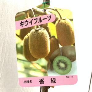 キウイフルーツ 白雪姫 （メス） 4.5号(13.5cm) ポット苗 果樹苗木
