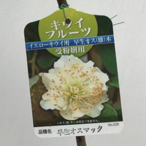 キウイフルーツ：白雪姫 （メス木）：果樹苗 白皮キウイ（緑果肉