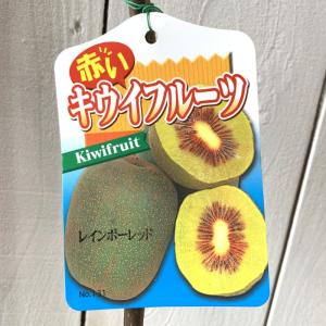 銀杏の木 藤九郎 約2m 特大植木苗木 大苗果樹 大実品種 ギンナン