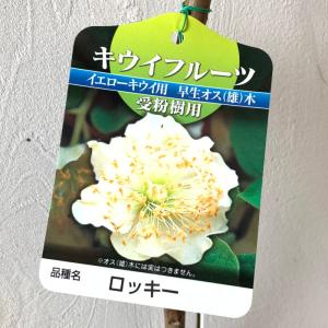 キウイ 苗木 ロッキー (早生オス) 12cmポット苗 キウイ 苗 キウイフルーツ｜green-very