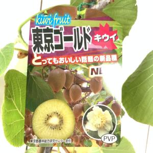 キウイ 苗木 ロッキー (早生オス) 12cmポット苗 苗 キウイフルーツ