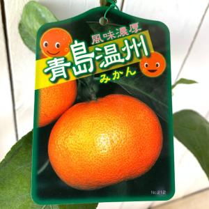 みかん 苗木 石地中生 石地温州 13.5cmポット苗 いしじなかて いしじ