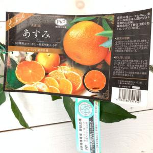 日向夏 （ ニューサマーオレンジ ） 接ぎ木 15cmポット苗【 送料無料