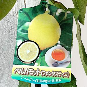 オレンジ 苗木 ベルガモット 15cmポット苗...の詳細画像1
