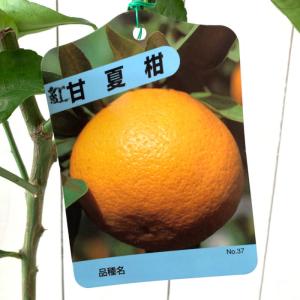 オレンジ 苗木 【紅甘夏 （べにあまなつ）】 3年生 接ぎ木 約1.0m 大苗