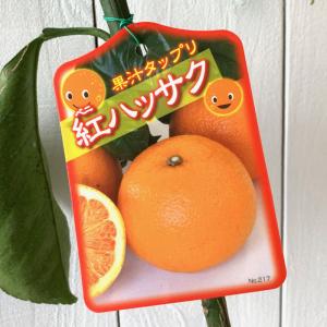 はっさく 苗木 【紅八朔 （べにはっさく）】 3年生 接ぎ木 約1.0m 大苗