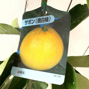 晩白柚 苗 【晩白柚 （ばんぺいゆ）】 3年生 接ぎ木 約1.0m 大苗