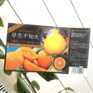 みかん 苗木 小みかん（桜島小みかん） 13.5cmポット苗 ミカン 苗 蜜柑