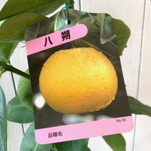 はっさく 苗木 【紅八朔 （べにはっさく）】 3年生 接ぎ木 約1.0m 大苗