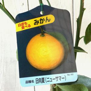 日向夏 （ ニューサマーオレンジ ） 接ぎ木 15cmポット苗【 送料無料