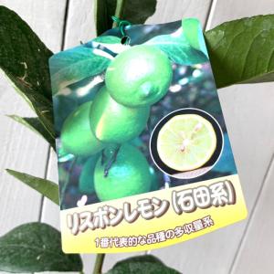マイヤーレモン】 4年生接木苗 大苗 レモン ※納期指定:発送予定