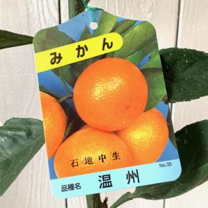 みかん 苗木 星タンゴール 15cmポット苗 ミカン 苗 蜜柑 : 苗通販店