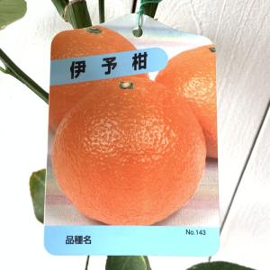 みかん 苗木 星タンゴール 15cmポット苗 ミカン 苗 蜜柑 : 苗通販店
