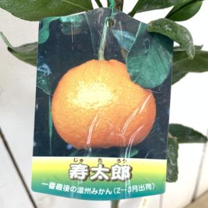 みかん 苗木 星タンゴール 15cmポット苗 ミカン 苗 蜜柑 : 苗通販店