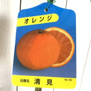 みかん 苗木 小みかん（桜島小みかん） 13.5cmポット苗 ミカン 苗 蜜柑