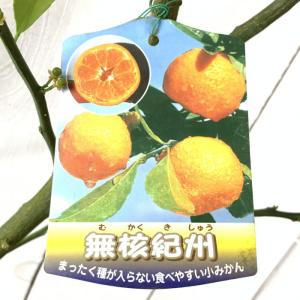 みかん 苗木 小みかん（桜島小みかん） 13.5cmポット苗 ミカン 苗 蜜柑