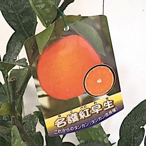 みかん 苗木 星タンゴール 15cmポット苗 ミカン 苗 蜜柑 : 苗通販店