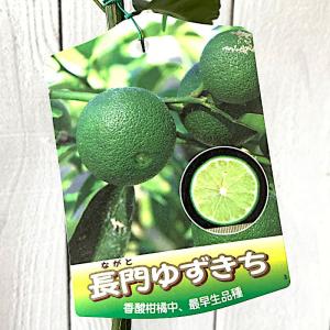 ゆず 苗木 長門ユズキチ 15cmポット苗 な...の詳細画像1