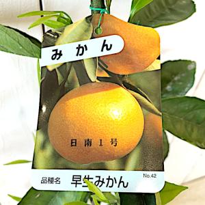 みかん 苗木 星タンゴール 15cmポット苗 ミカン 苗 蜜柑 : 苗通販店