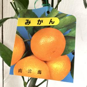 みかん 苗木 小みかん（桜島小みかん） 13.5cmポット苗 ミカン 苗 蜜柑