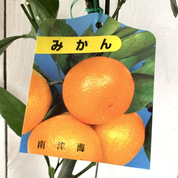 みかん 苗木 南津海 13.5cmポット苗 なつみ ミカン 苗 蜜柑