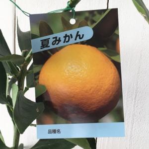 ゆら早生みかん 3年生 苗木 みかん 苗木 【ゆら早生】 3年生 接ぎ木 約1.0m 大苗 : 苗木の専門店