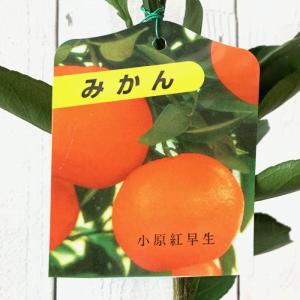みかん 苗木 小原紅早生 3年生 接木 大苗 1.0m苗 登録品種・品種登録