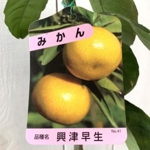 みかん 苗木 星タンゴール 15cmポット苗 ミカン 苗 蜜柑 : 苗通販店