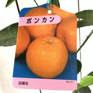 みかん 苗木 星タンゴール 15cmポット苗 ミカン 苗 蜜柑 : 苗通販店