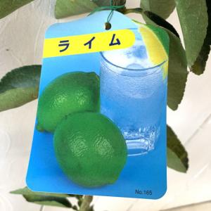 種なしライム 【フレーバーグリーン】3年生 接ぎ木 鉢植え : 苗木の