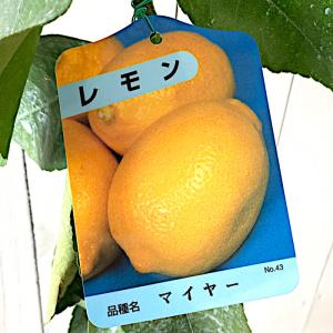 レモン 苗木 マイヤー 四季成 13.5cmポット苗 れもん 苗 檸檬｜green-very