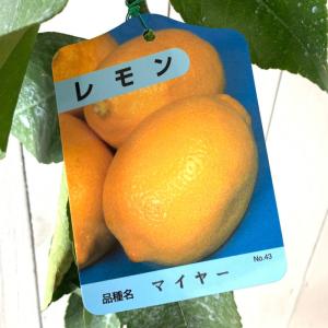 香水レモン（パキスタンレモン） ：果樹苗 柑橘苗 苗木 接木 苗 みかん