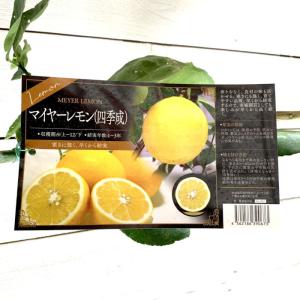 マイヤーレモン】 5年生接木苗 大苗 レモン ※納期指定:発送予定