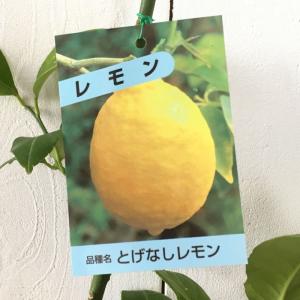 マイヤーレモン】 4年生接木苗 大苗 レモン ※納期指定:発送予定