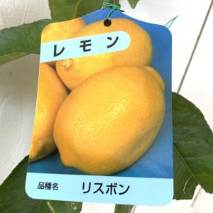 マイヤーレモン】 4年生接木苗 大苗 レモン ※納期指定:発送予定