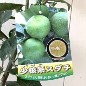 すだち スダチの木 約1.7m 現品販売 大苗 植木 苗木 果樹 ミカンの