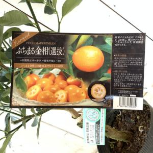 たまたま金柑】 5年生接木苗 大苗 キンカン 金柑 ※納期指定:発送予定