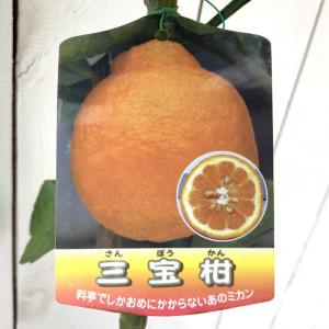 種無しみかんの木 桜島小みかん 約1.5m 現品発送 特大株 植木 苗木