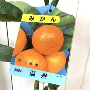 みかん 苗木 星タンゴール 15cmポット苗 ミカン 苗 蜜柑 : 苗通販店