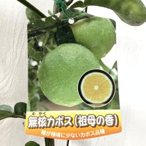 みかん 苗木 西南のひかり (PVP) 15cmポット苗 ミカン 苗 蜜柑 登録