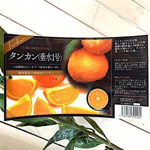 クリオロ種 限定1鉢 国産カカオの実から育てたカカオ苗 クリオロ種 限定1鉢 国産カカオの実から育てたカカオ苗 苗